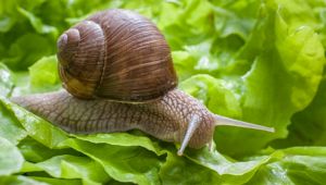 Il business dell'escargot in Italia