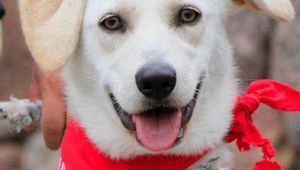 Il cane con il sorriso più bello d'Italia si trova in Sardegna