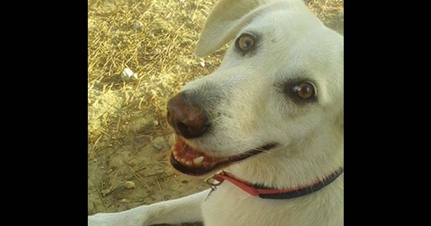 Il cane con il sorriso più bello è in Sardegna