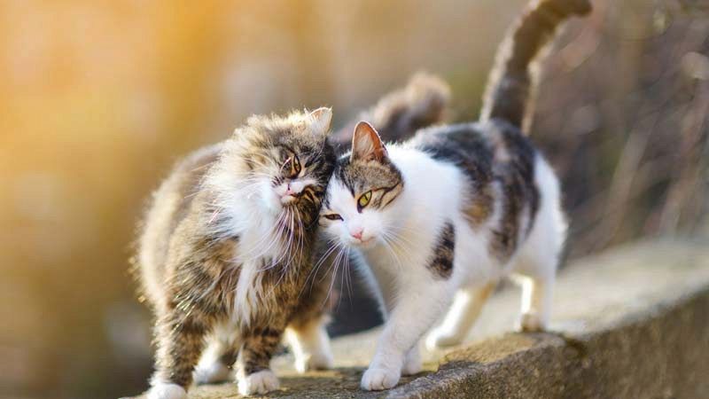 Festa del gatto, gadget a chi dona cibo per le colonie feline della città