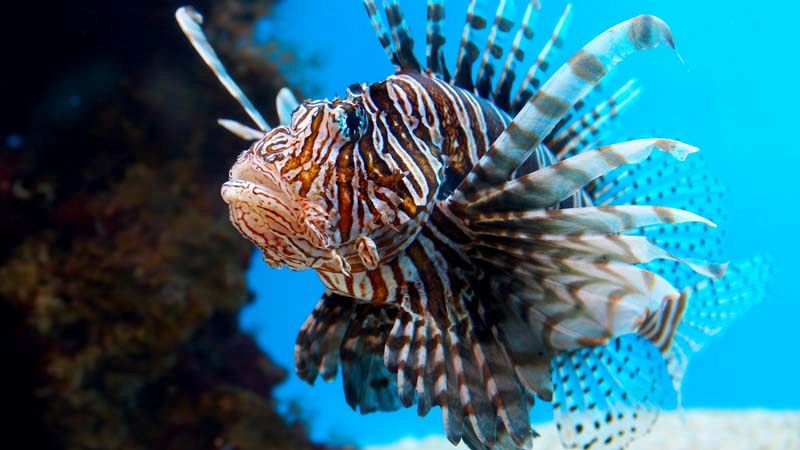 Animali velenosi: ecco i più pericolosi in Italia