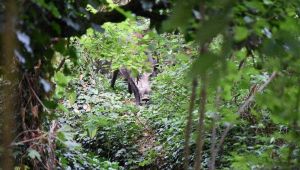 Il cinghiale Agostino è la nuova star di Piacenza (e del web)