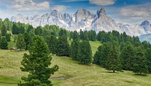 In Val di Fiemme la foresta dei violini che rapì Stradivari