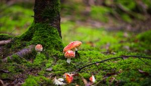 funghi velenosi