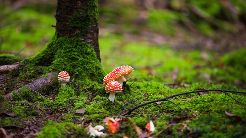 funghi velenosi
