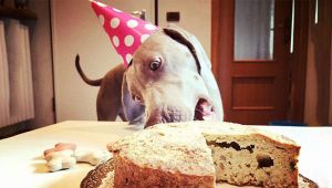 A Brescia la prima pasticceria artigianale per cani 1