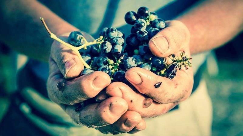 La miglior cantina d'Europa è la Tenuta di Fontanafredda