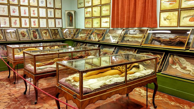 Il Museo della Specola e la Venere anatomica: un macabro museo 