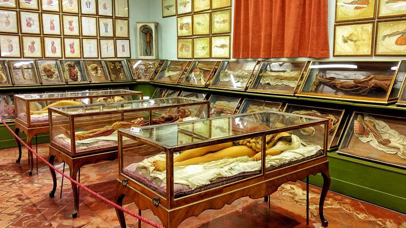 Il-Museo-della-Specola-e-la-Venere-anatomica-un-macabro-museo-delle-cere-6.jpg
