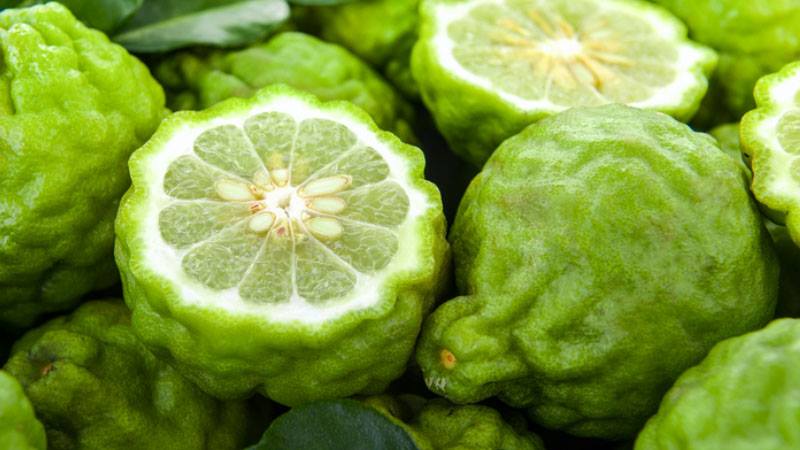 Alla scoperta dell’agrume calabrese più pregiato del mondo: il bergamotto