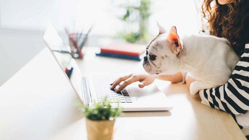 A Genova, i dipendenti possono portare i propri cani in ufficio