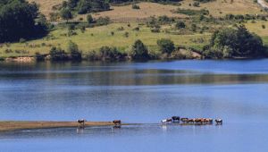 Sila e Alpi del Mediterraneo: le loro foreste presto tra i Patrimoni dell'Umanità UNESCO?