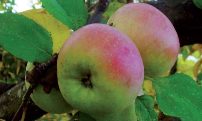 Bella e piena di gusto, la mela zitella è la regina delle tavole del Molise