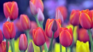 La primavera alle porte di Milano ha il profumo dei tulipani, riapre il campo che conta 350 mila bulbi