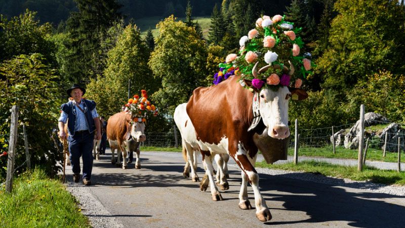 Muschiska, la carne dei Pastori della Transumanza 