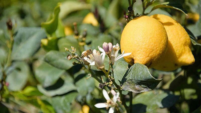 Limone Rocca Imperiale