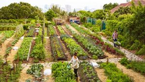 Amore per la terra, in Italia crescono gli orti in affitto