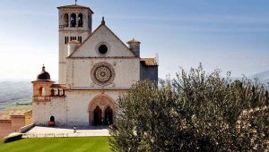Gli ulivi di Assisi e Spoleto patrimonio Fao - 1