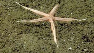 Scoperta nelle Eolie una nuova specie di Stella Marina