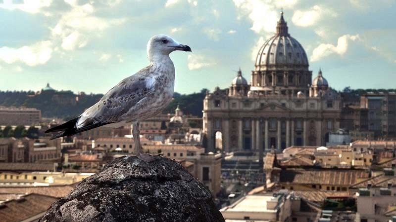 Il New York Times accusa, Roma sporca e invasa da gabbiani aggressivi