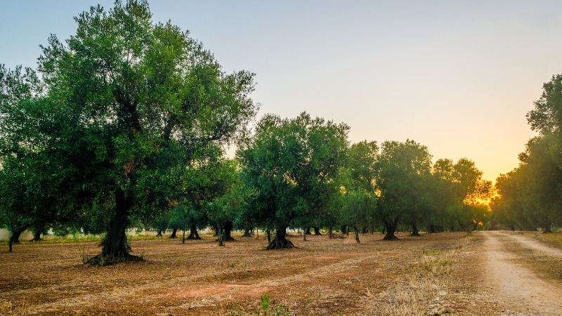 Camminata tra gli olivi