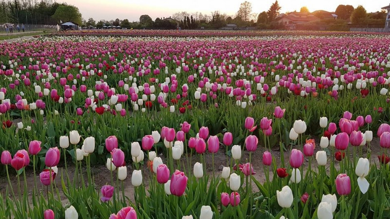campo tulipani arese milano