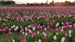 campo tulipani arese milano