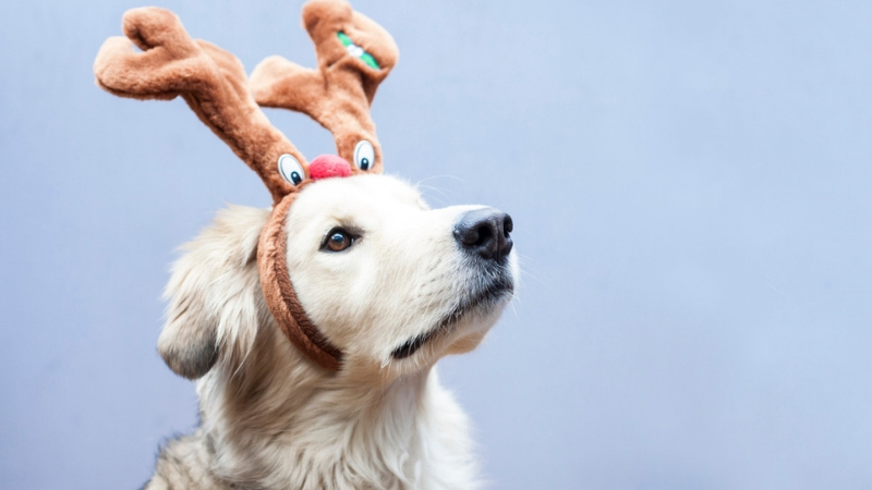 villaggio cani natale milano