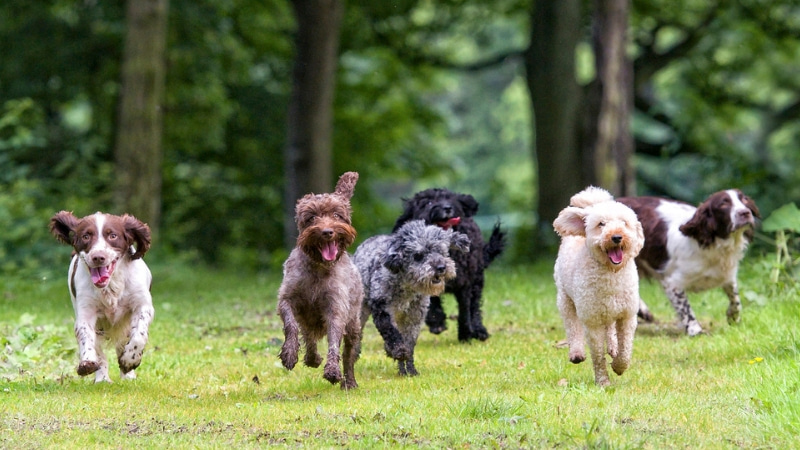 cani senza guinzaglio milano