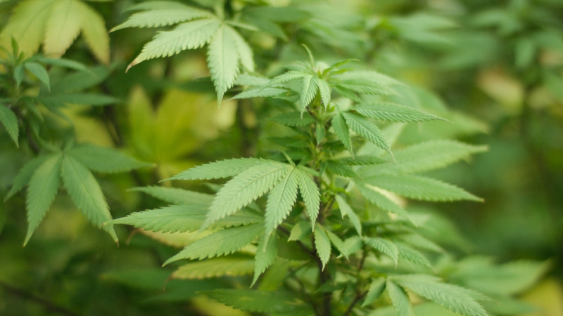 ragusa canapa industriale