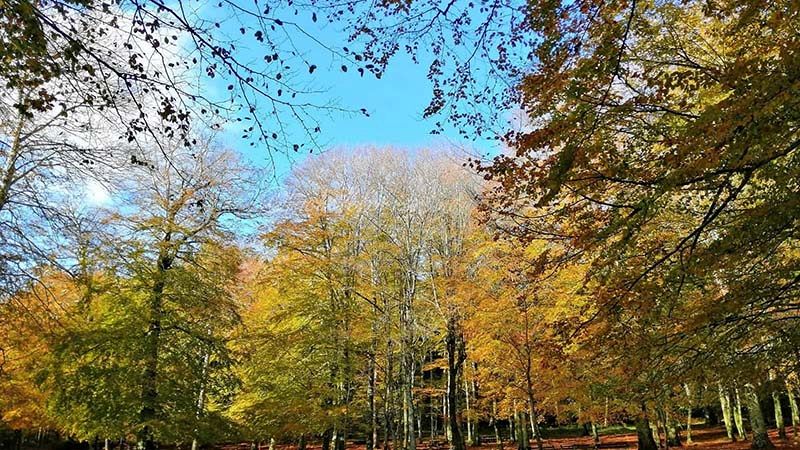 Un crowfunding per salvare la foresta umbra