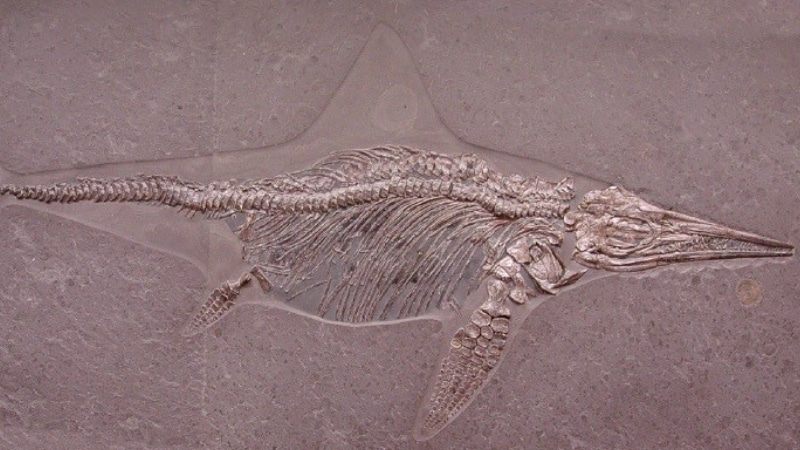ittiosauro
