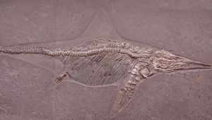 ittiosauro