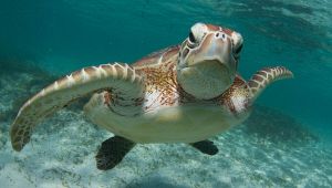 Portici, apre al pubblico il Centro Ricerche tartarughe marine