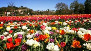 Anche Roma ha il suo giardino di tulipani: torna TuliPark