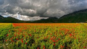 Tutti i colori dei Monti Sibillini: il rosso dei papaveri di Pian Grande