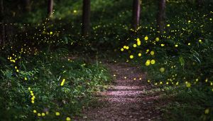 Le passeggiate notturne al Parco delle Cave