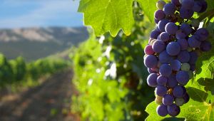 vigneti_alto_adige
