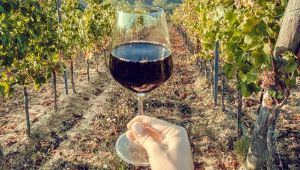 Vino