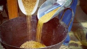 La Farinella di Putignano è in estinzione: c'è un solo produttore