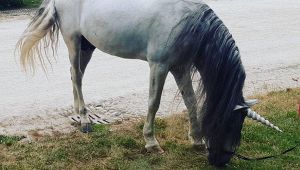 Unicorno