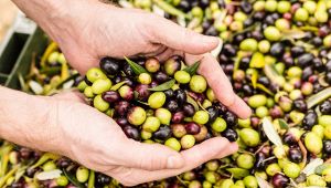 In Salento arriva il primo olio da alberi immuni alla Xylella