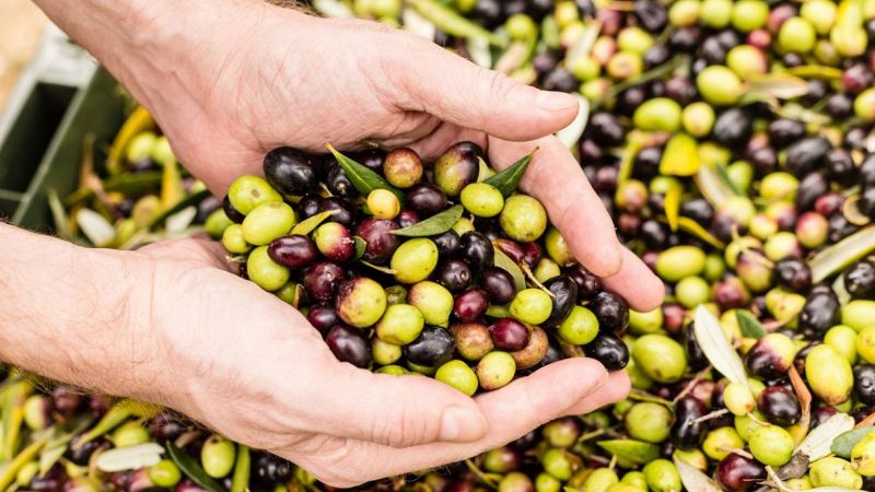 In Salento arriva il primo olio da alberi immuni alla Xylella