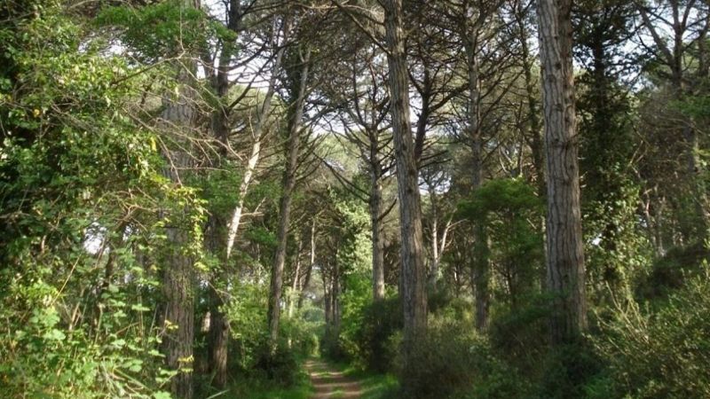 Pineta Ramazzotti, così è rinato il bosco dopo l'incendio