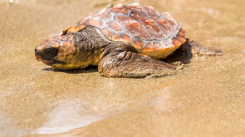 Tartaruga Caretta Caretta