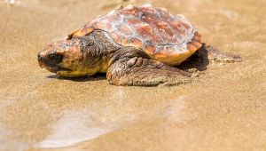 Tartaruga Caretta Caretta