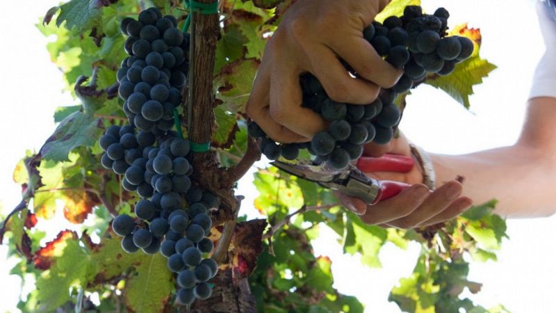 Cantine Aperte in Vendemmia: gli appuntamenti in tutta Italia