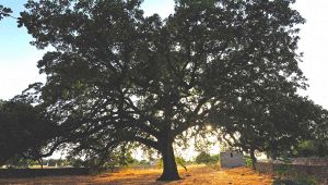 La Quercia Vallonea di Tricase è l'albero più bello d'Italia