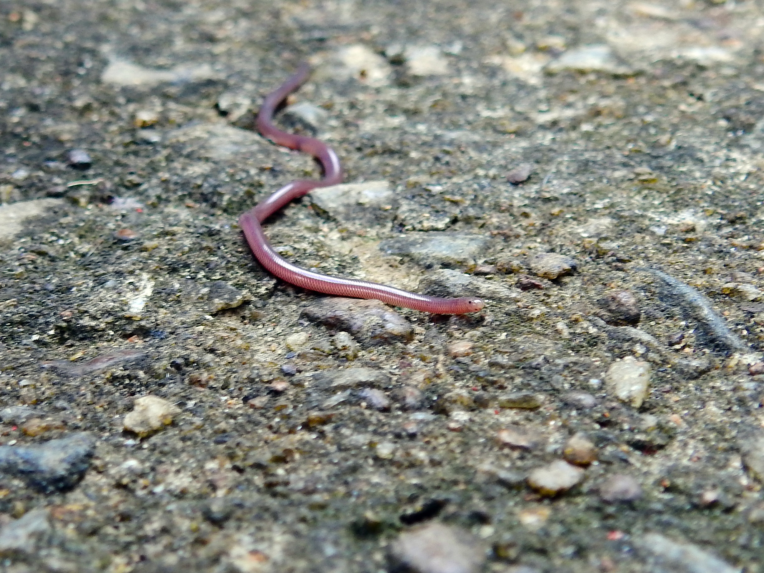 Il mini serpente asiatico sbarca in Italia: avvistato a Ischia