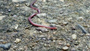 Il mini serpente asiatico sbarca in Italia: avvistato a Ischia